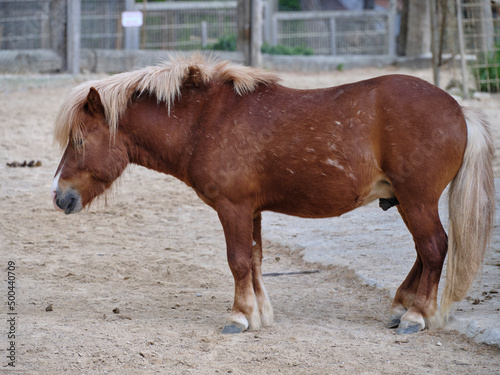 beautiful horse at the horse farm
