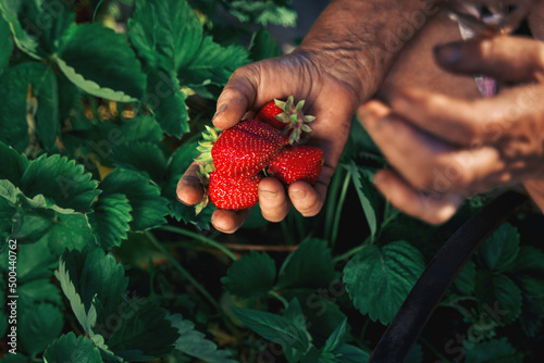A elderly woman farmer collects a harvest of ripe strawberries. Harvesting fresh organic strawberries. Farmer's hands picking strawberries close-up. Strawberry bushes