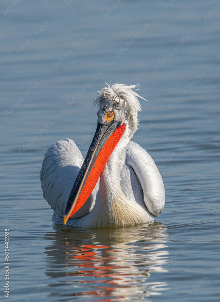 Dalmatian pelican (Pelecanus crispus) Wildlife in natural habitat