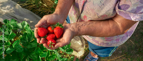 A handful fresh strawberries in elderly woman farmer hands. Sharing fresh strawberries from the garden. Harvesting fresh strawberries in field.