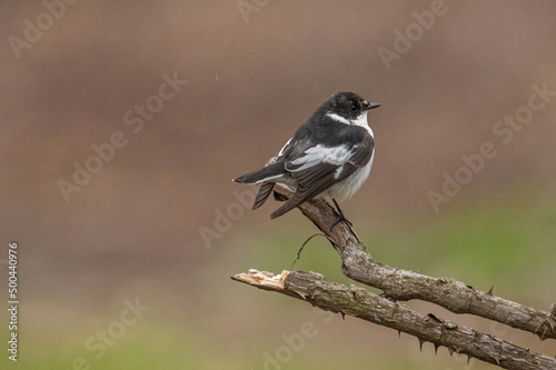  Close-up portrait of a male Semi-collared Flycatcher, Ficedula semitorquata sitting on a branch against a blurred background photo