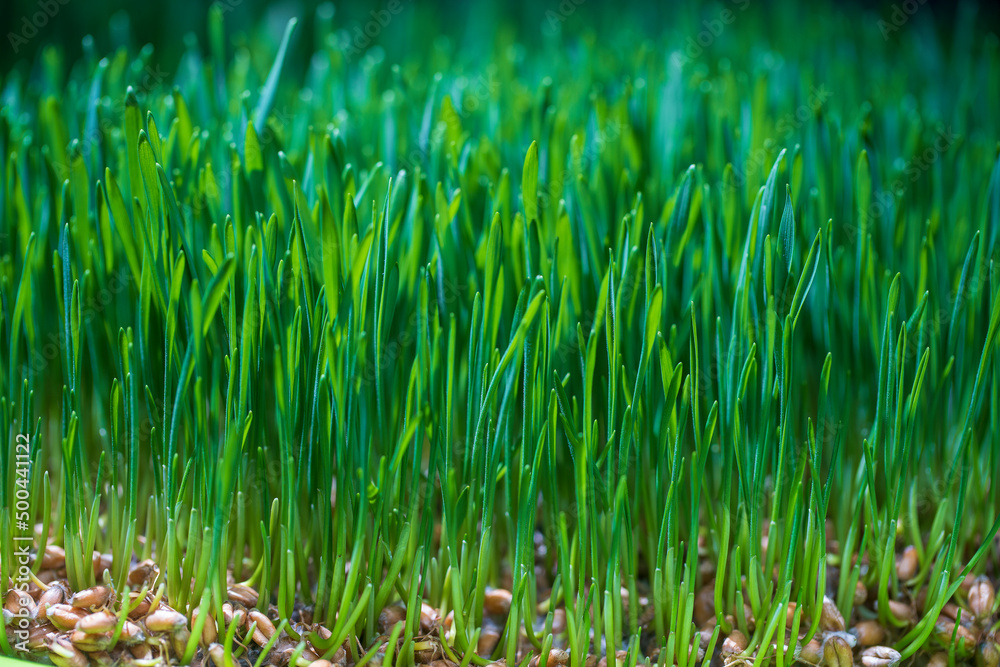 Background of green germinated wheat grains. Healthy food concept. Young green wheat plants growing on the soil.