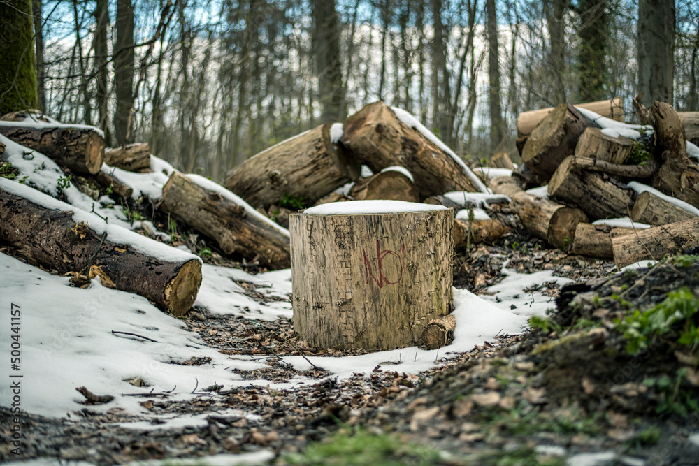 Fototapeta premium Zerstückelte Baumstämme im Wald