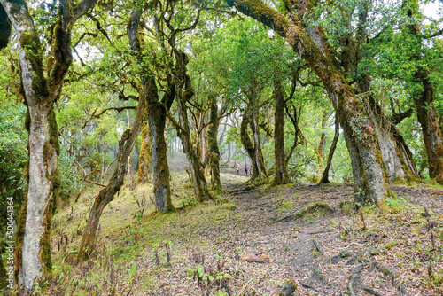 Fototapeta Naklejka Na Ścianę i Meble -  Rear view of a group of hikers in the forest at Mount Mtelo, West Pokot, Kenya