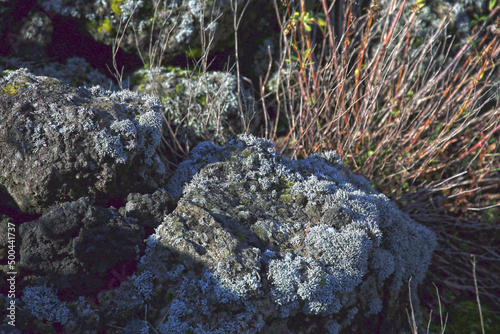 Lava rocks, lichens (Stereocaulon vesuvianum) and typical vegetation of the Vesuvian crater area, Vesuvius, Naples, Campania, Italy photo