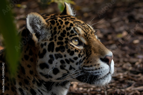 Canvas Print Jaguar - Panthera onca