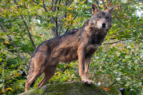 Iberian wolf - Canis lupus signatus photo
