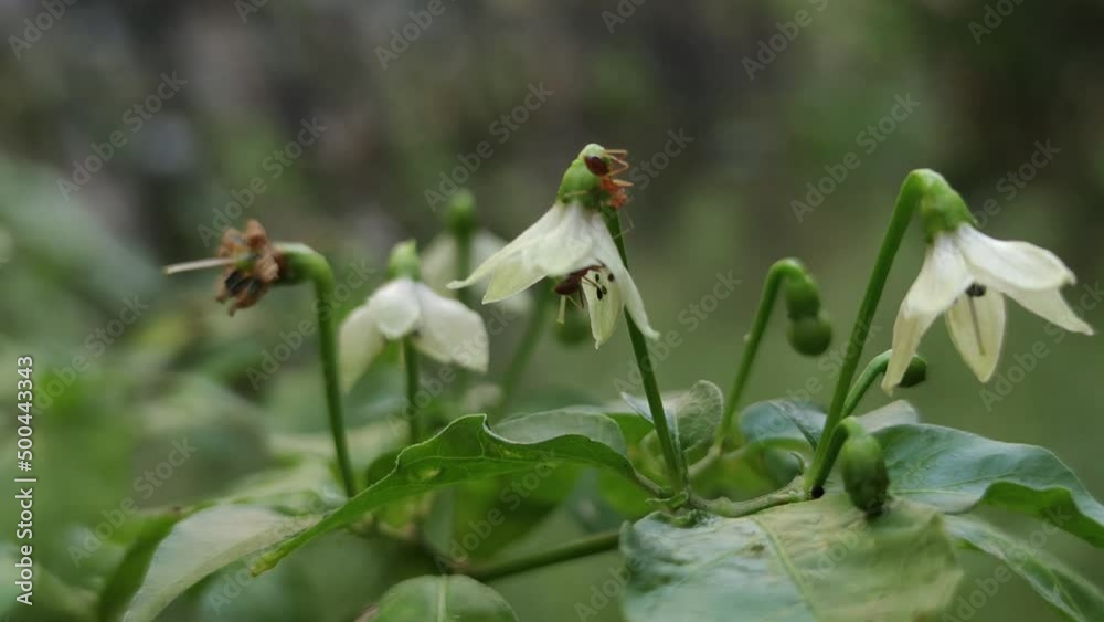 close up of chili flower with white petals swaying in the wind against blurred background close up of chili flower with white petals swaying in the wind against blurred background