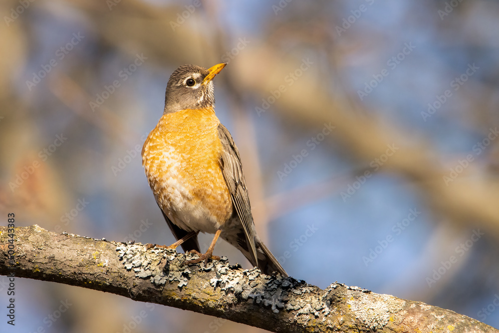 American robin perched on a tree on a spring early morning American robin perched on a tree on a spring early morning