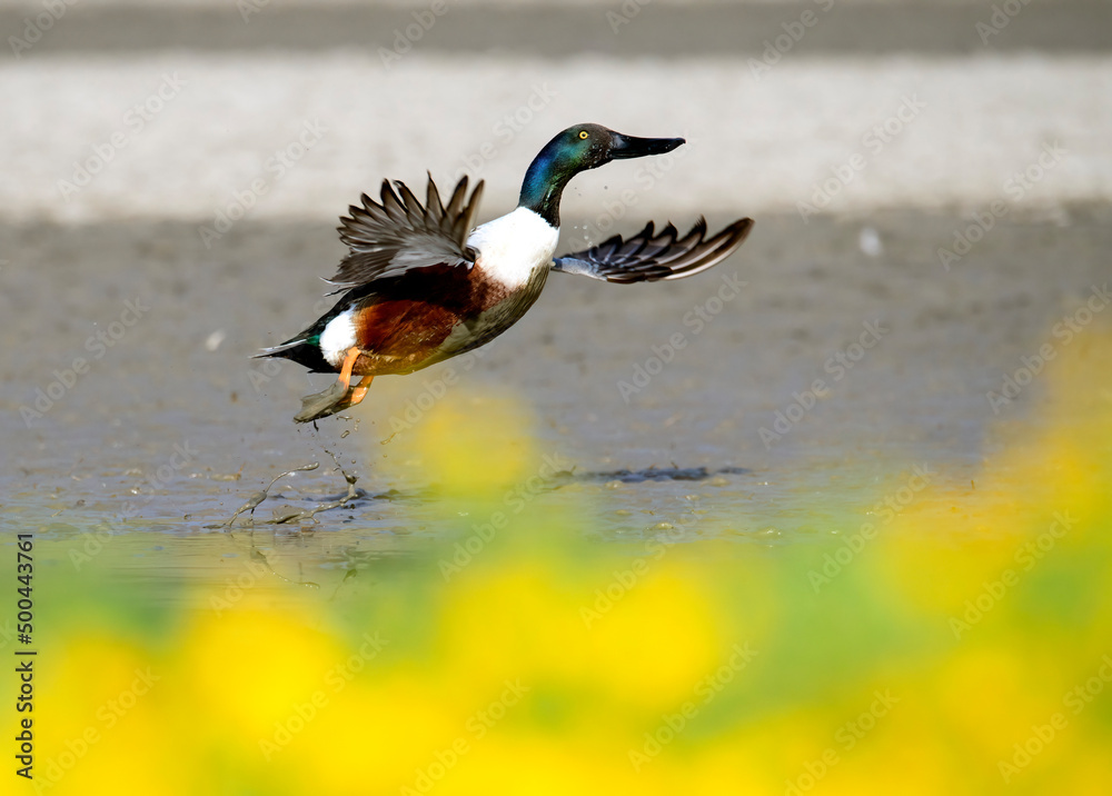 Obraz premium A northern shoveler taking off with widespread wings from the ground amidst yellow wildflowers in the foreground