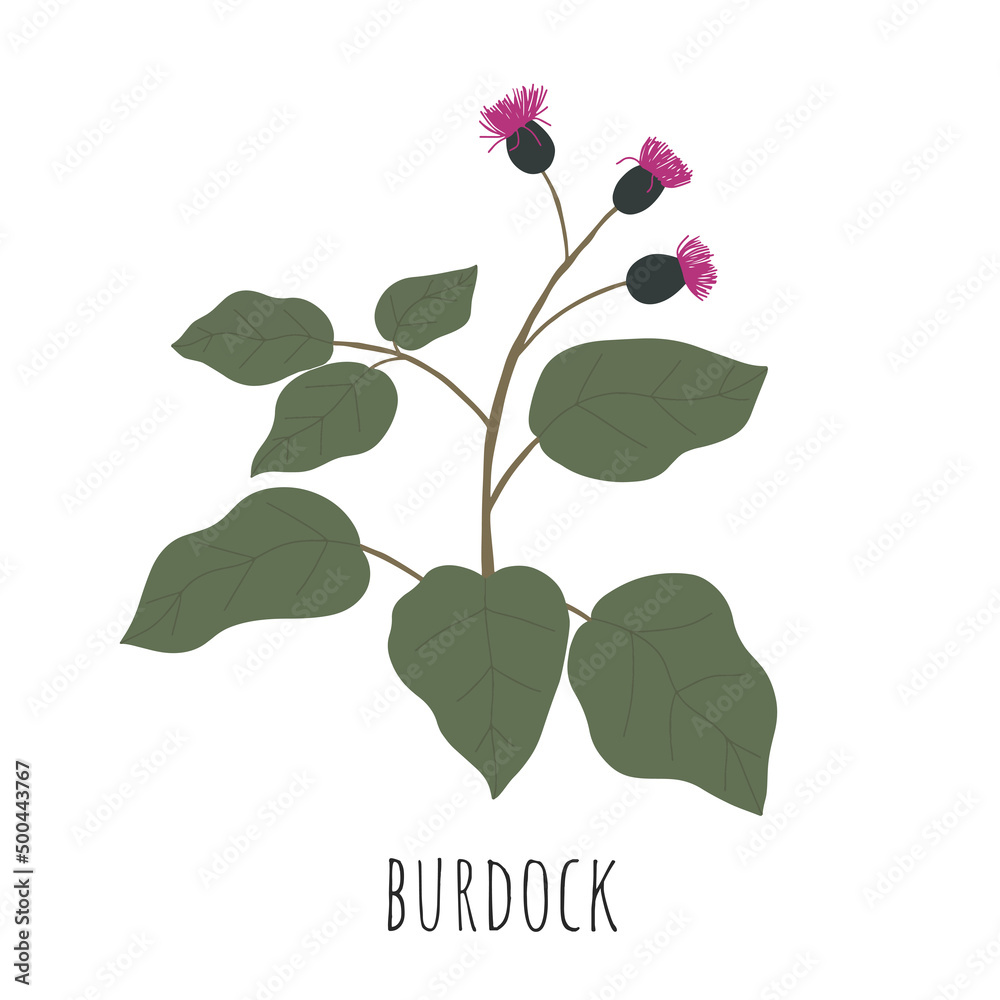Burdock. Wild flower. Vector illustration.
