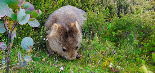 Tableau sur toile A fluffy wombat foraging for food in Tasmania