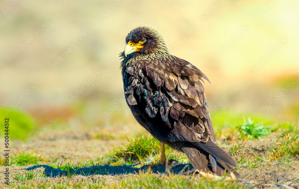 Fototapeta premium Striated Caracara on the ground foraging for food