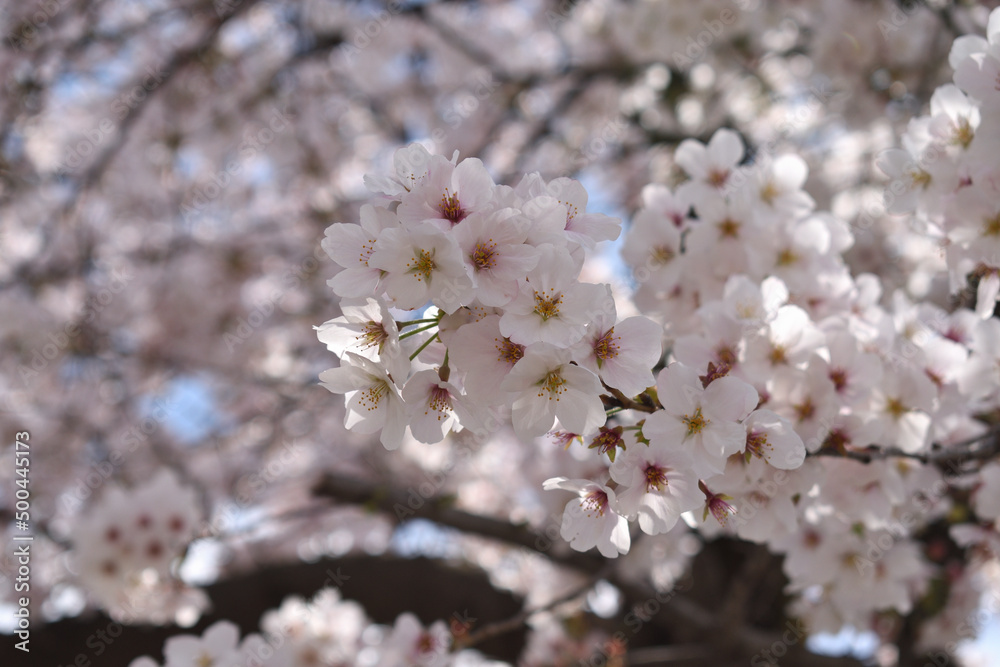 Cherry blossom branches, also known as Sakura, in full bloom during spring time, Japan Cherry blossom branches, also known as Sakura, in full bloom during spring time, Japan