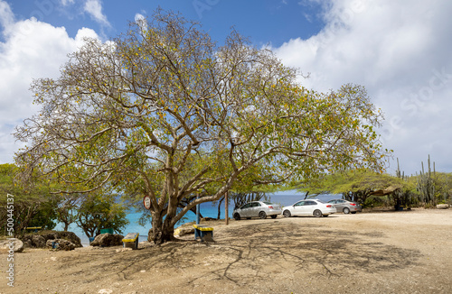 Poisonous manchineel tree at the parking lot of Playa Jeremi on the Caribbean island Curacao photo