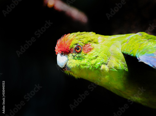 Red Crowned Parakeet also known as red fronted parakeet photo