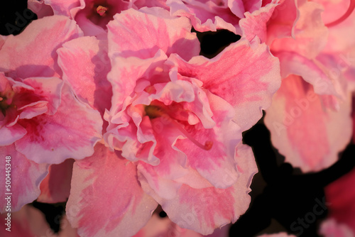 Close-up of the beautiful pink Azalea flowers