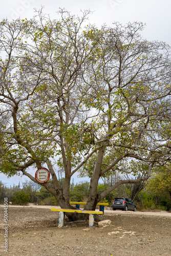 Poisonous manchineel tree with a warning sign at the parking lot of Playa Jeremi on the Caribbean island Curacao