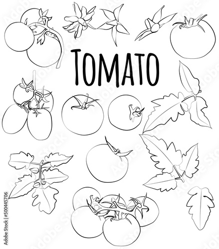 A black and white set of tomatoes with leaves and flowers. Vector graphics.
