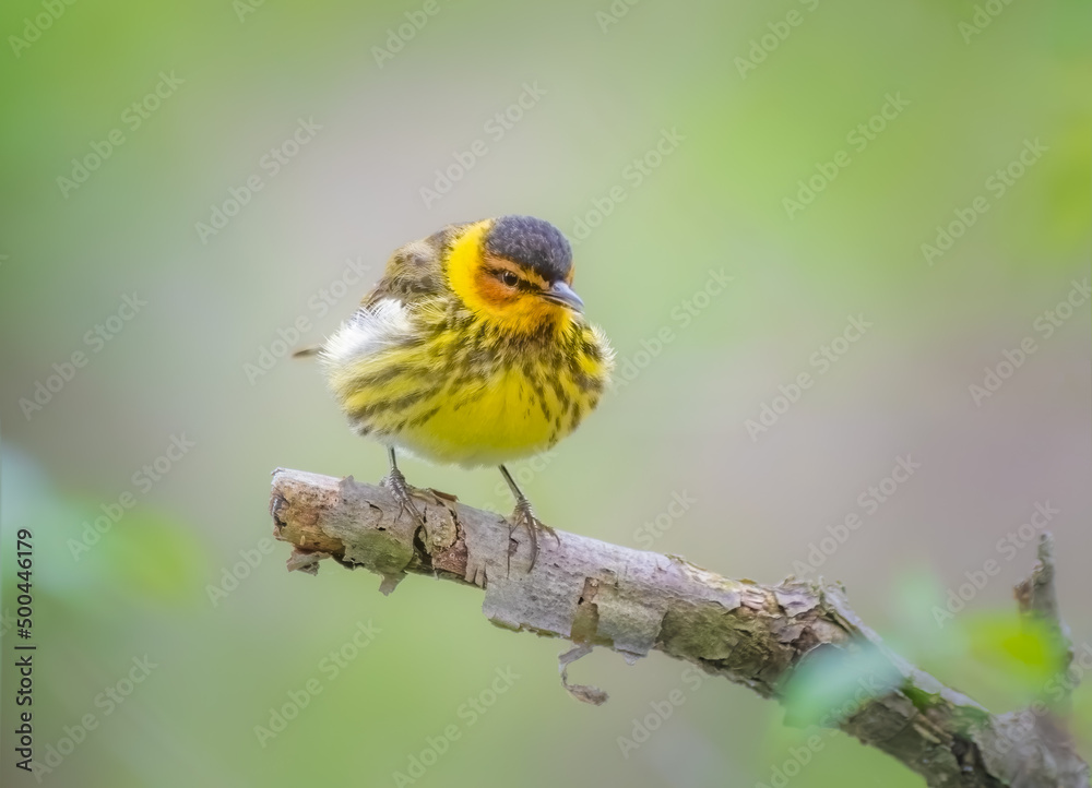 Cape May Warbler perched on a tree