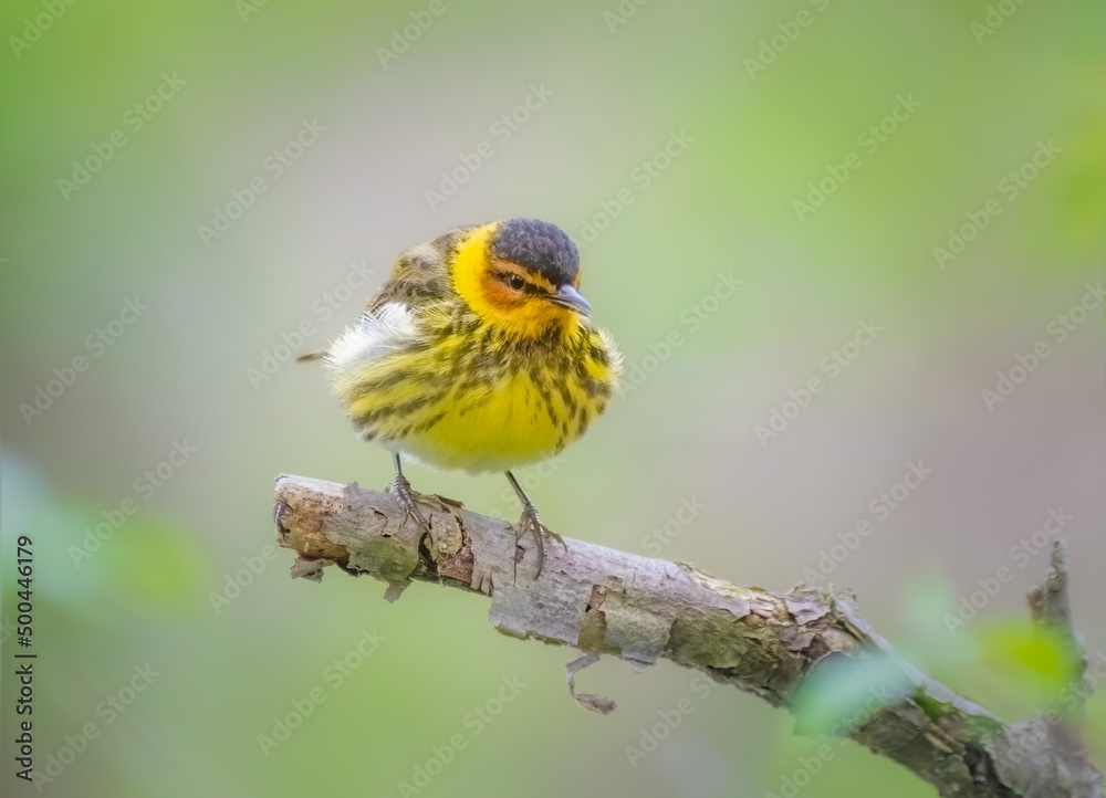 Fototapeta premium Cape May Warbler perched on a tree