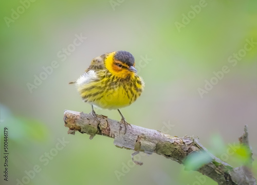 Cape May Warbler perched on a tree
