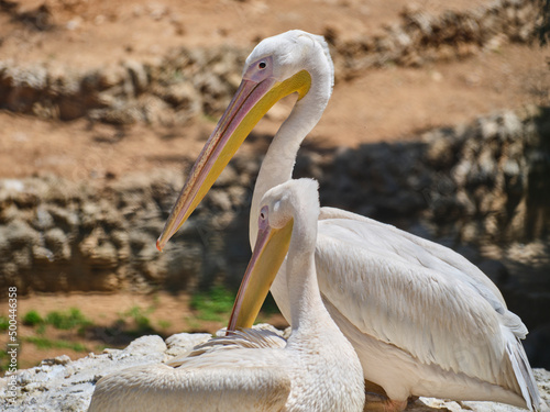 beautiful white big pelicans in nature