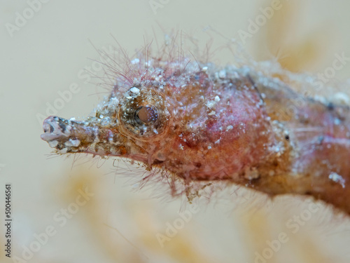 Pygmy Pipehorse (Acentronura breviperula) photo