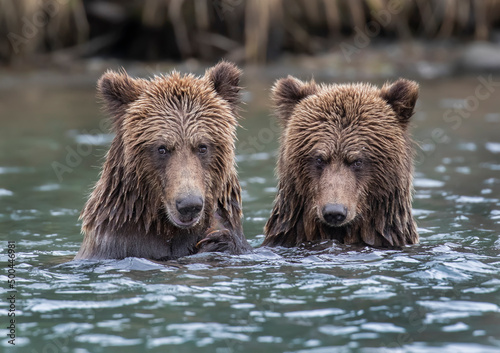 Grizzly siblings