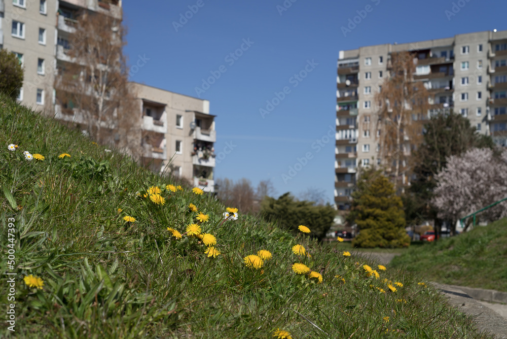 SPRING - Dandelions on the lawn of a housing estate in the city
SPRING - Dandelions on the lawn of a housing estate in the city