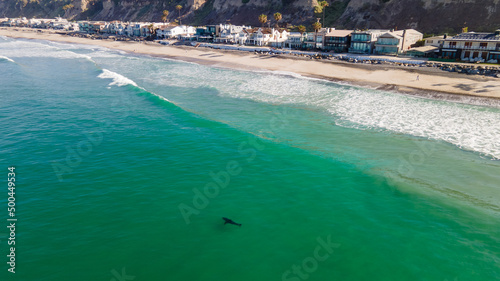 Great White Shark cruising the beaches in South Orange County, California.  He even gets close to some swimmers