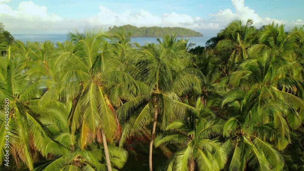 AERIAL: Flying above coconut palm trees revealing scenic ocean shore with breaking waves. Aerial view of exotic tropical coastline near ocean waves. Beautiful and stunning destination in Panama. AERIAL: Flying above coconut palm trees revealing scenic ocean shore with breaking waves. Aerial view of exotic tropical coastline near ocean waves. Beautiful and stunning destination in Panama.