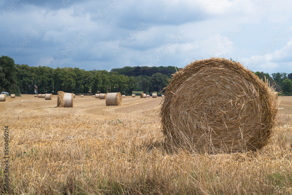 hay bales in the field