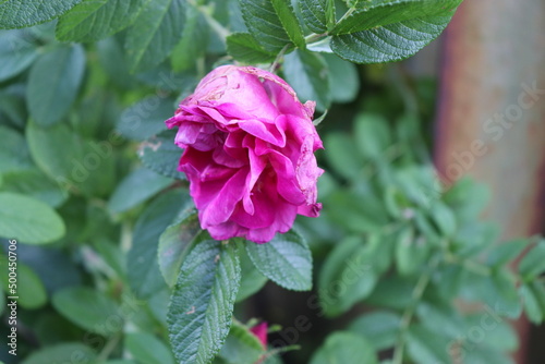 #pink #flower in #garden