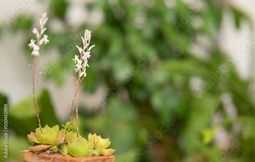 Haworthia cymbiformis. Xanthorrhoea photo