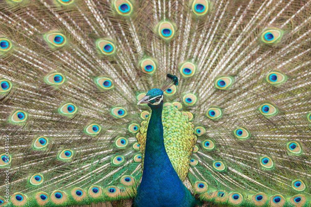 Naklejka premium Peacock with feathers out