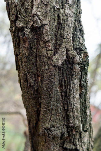 texture bark of a grey tree