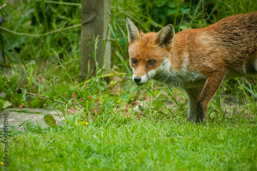 red fox in the grass © Samuel