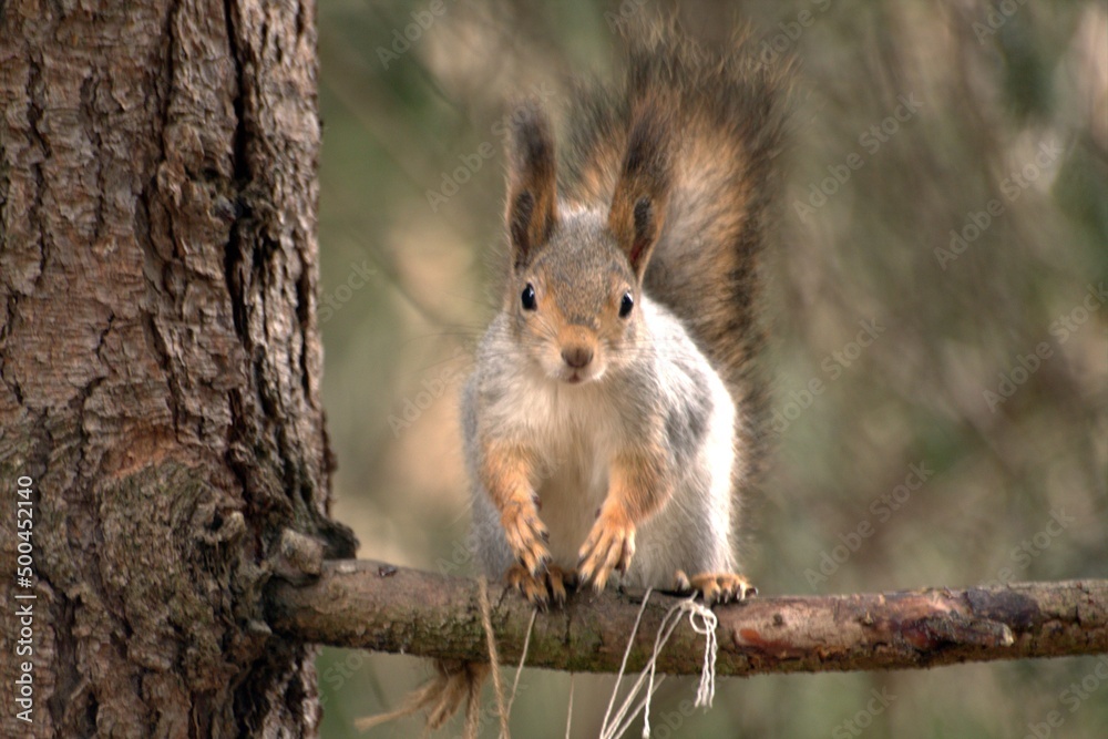 Fototapeta premium squirrel on a tree