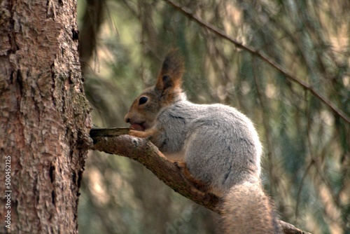 squirrel on a tree