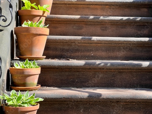 Plants in pots on steps