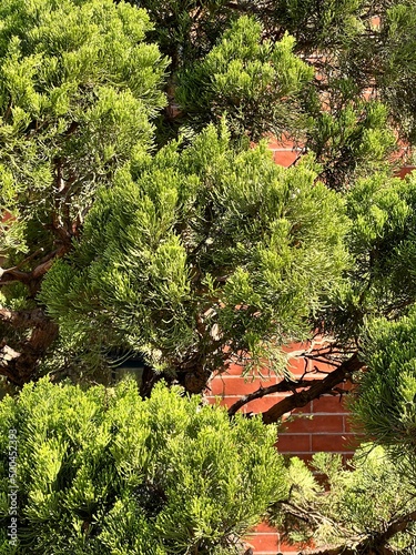 Green bush against red brick