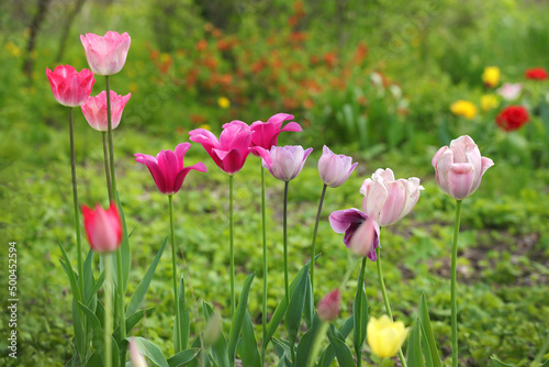 Multi-colored tulip flowers in a blooming spring garden.