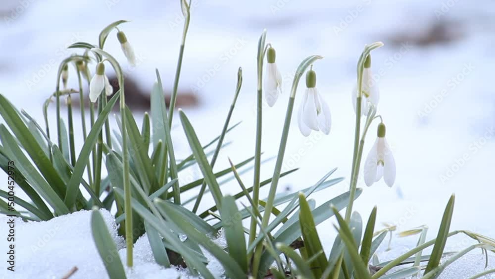 Flowering snowdrop (Galanthus nivalis) plants in garden. April, Belarus