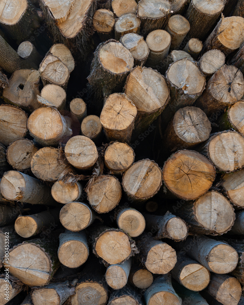 Logged tree trunks or pile of wood prepared for transport, four. Logged tree trunks or pile of wood prepared for transport, four.