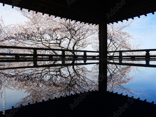 Reflection of cherry blossom