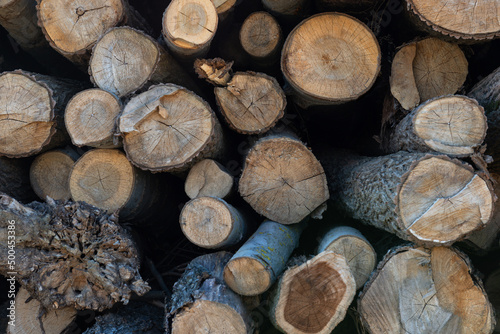 Logged tree trunks or pile of wood prepared for transport, three.