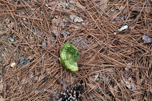 Green Fungus on Forest Floor photo