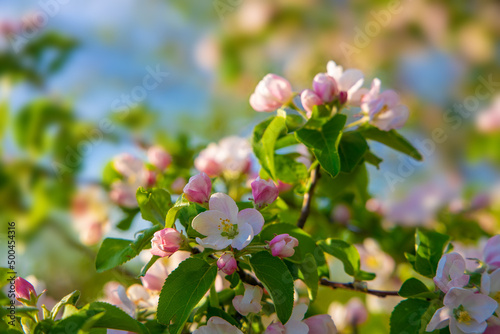 Blossoming branch of an apple tree. White and pink fruit tree flowers in sunlight on spring background. 