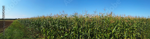 panorama field with cornstalks against a blue sky